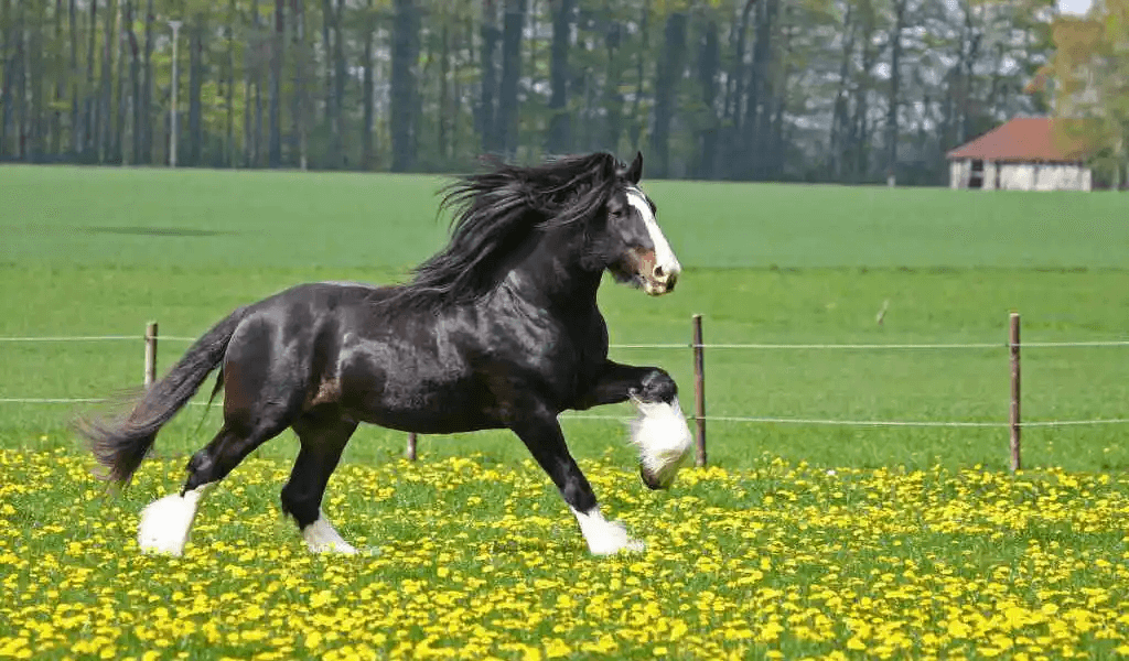 Photograph of a shire horse running through a field of flowers