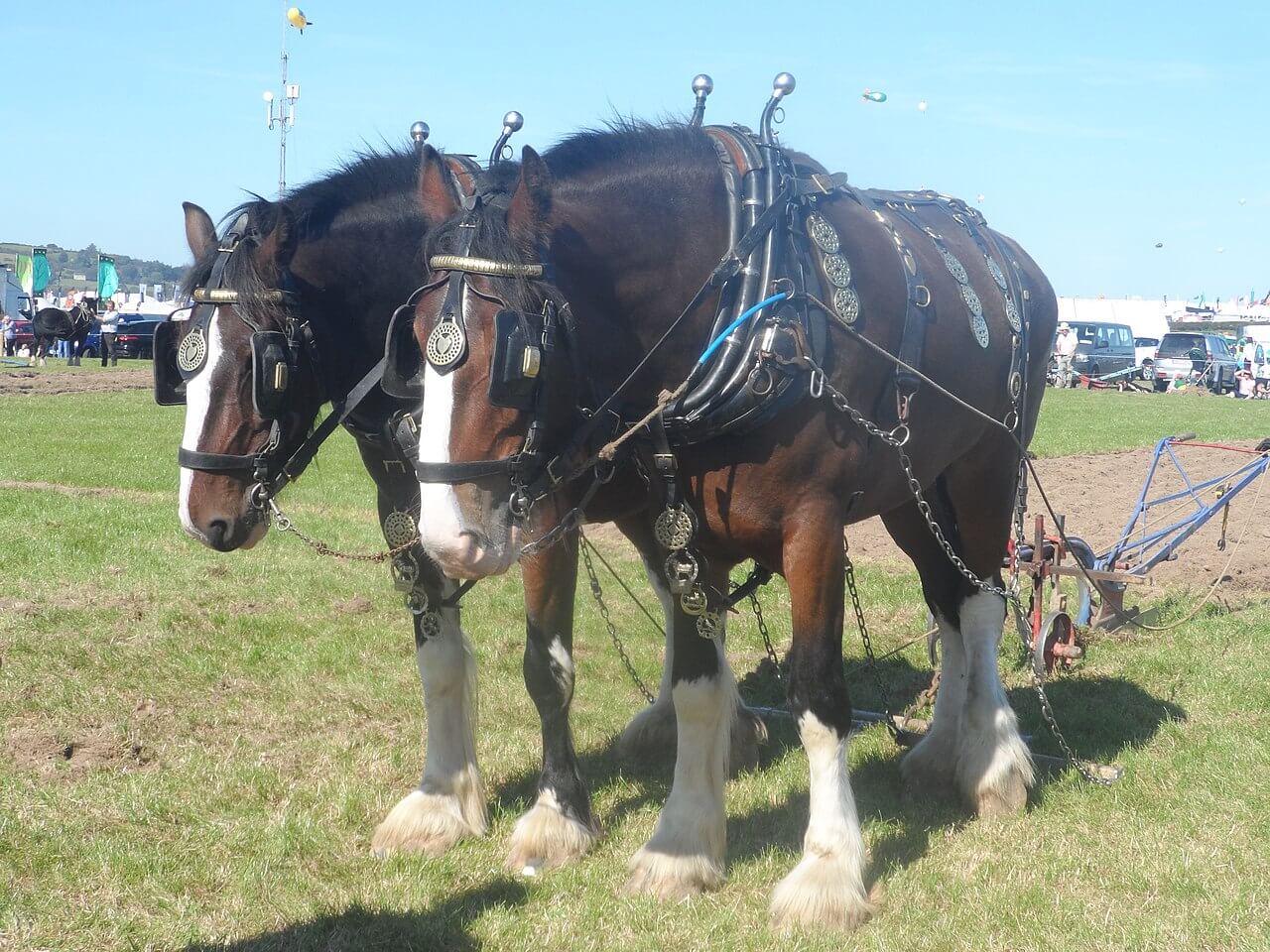 Photograph of two shire horses yoked to a plough